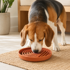 Beagle eating from a Terracotta Collarva slow feeder dog bowl